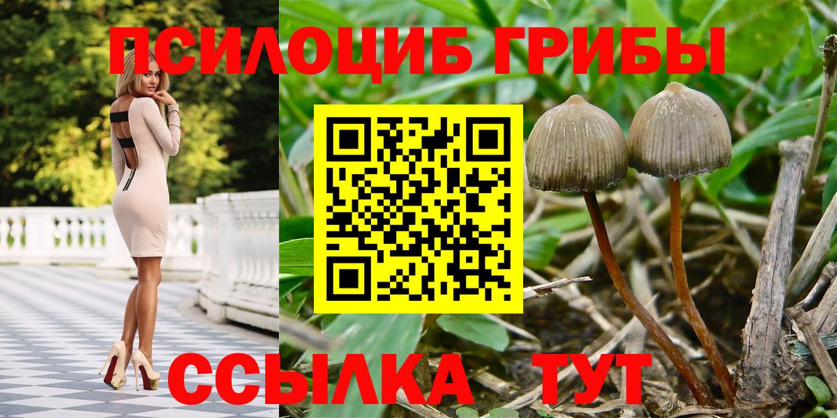 Псилоцибиновые грибы Psilocybine cubensis  что такое   Галлюциногенные грибы мицелий  Киселёвск  Вход с VPN 